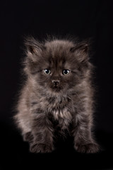 Naklejka na ściany i meble Black fluffy kitten on a black background