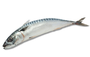 Mackerel on a white background