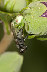 fly caught by spider