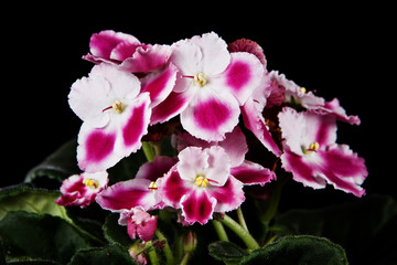 Purple violet flower on a black background