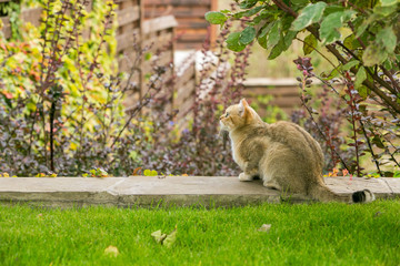 Cat in the Green Grass in Summer. Beautiful Red Cat with Yellow Eyes in Summer Sun Rays Outdoor