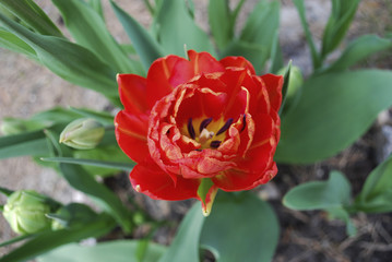 Double early red tulip blossom. Springtime.