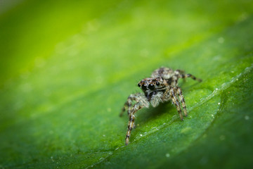 Jumping Spider Macro