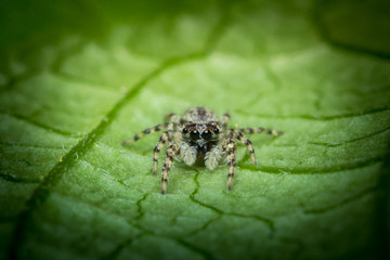 Jumping Spider Macro