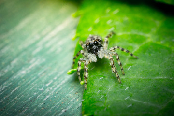 Super macro close up jumping spider on green leaf
