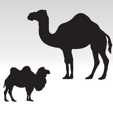 camel silhouettes. Bactrian and dromedary vector illustration