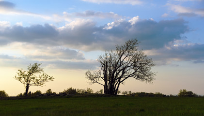 Obraz premium Wind tree in Krusne hory mountains