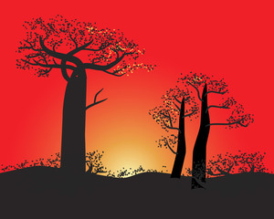 Tranquil silhouette of baobabs on a sunset sky scene in nature of Madagascar