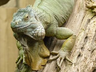 Iguane vert