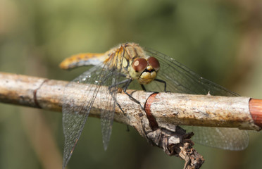 dragonfly on a branch