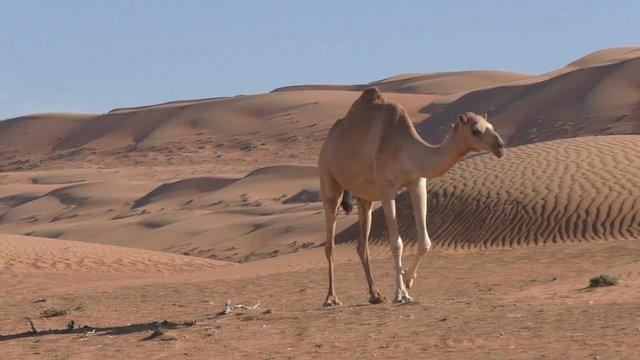Camel between sand dunes in Oman