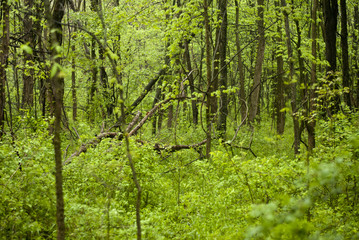 Peaceful walk through the woods