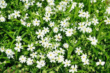 white wildflowers close view, bright green meadow, beautiful spring landscape