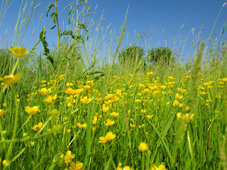 yellow wild flowers 