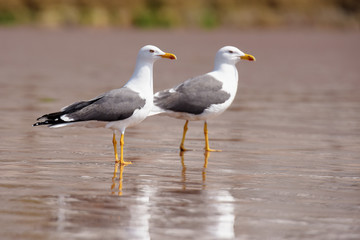 Obraz premium Herring Gull