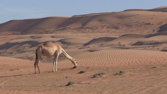 Camel between sand dunes eats dry grass, Oman