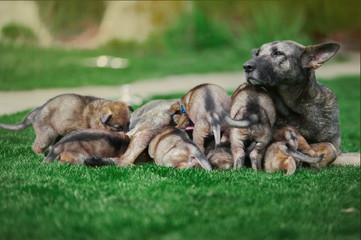 dog with puppies laying on the green grass