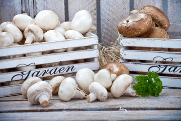 pieczarki © Olo