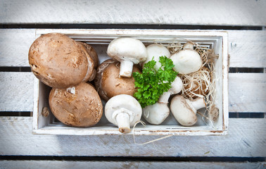 Champignon mushrooms - obrazy, fototapety, plakaty