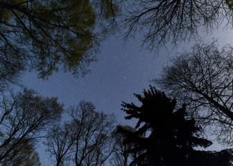 Clear night sky full of stars framed by trees
