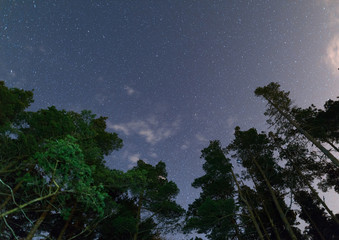 Clear night sky full of stars framed by trees