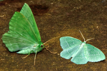 Large emerald (Geometra papilionaria) and little emerald (Jodis lactearia). British insect in the family Geometridae, the geometer moths © iredding01