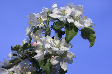 Blossom apple tree