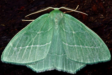 Little emerald moth (Jodis lactearia). British insect in the family Geometridae, the geometer moths © iredding01
