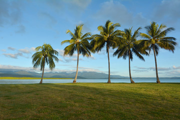 Fototapeta na wymiar Row of palm trees in Port Douglas Queensland Australia
