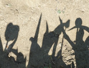 Schatten im Tulpenfeld