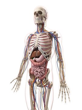 Male anatomy, artwork