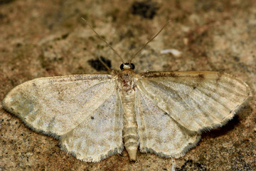 Dwarf cream wave moth (Idaea fuscovenosa). British insect in the family Geometridae, the geometer moths