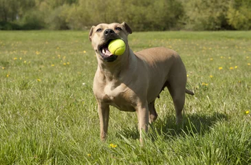 Fotobehang Spelende gezonde blije hond, Amerikaanse Staffordshire terrier, speelt met bal in het gras © monicaclick