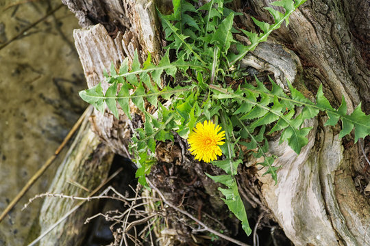 Single dandelion flower growing on an old tree trunk on the lake shore