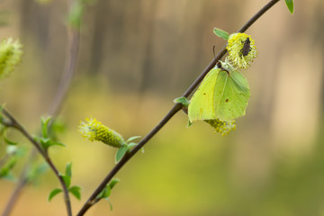 Common brimstone, Gonepteryx rhamni feeding on willow