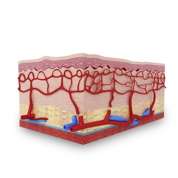 Human skin anatomy, artwork