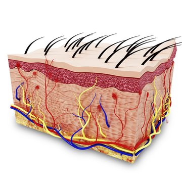 Human skin anatomy, artwork