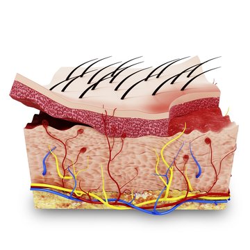 Human skin anatomy, artwork