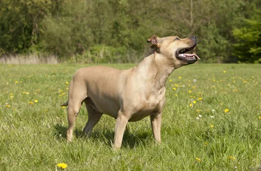 Foto auf Acrylglas Hund, American Staffordshire Terrier, keuchend im Park © monicaclick