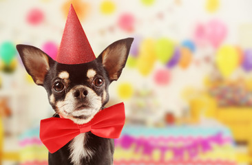 Funny cute dog celebrating his birthday party