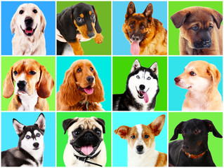 Dogs portraits on bright backgrounds