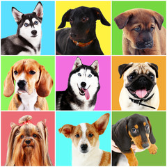 Dogs and cats portraits on bright backgrounds