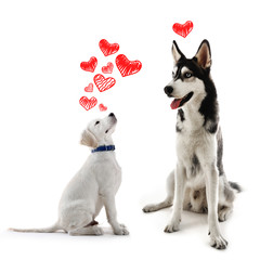 Two dogs together, isolated on white