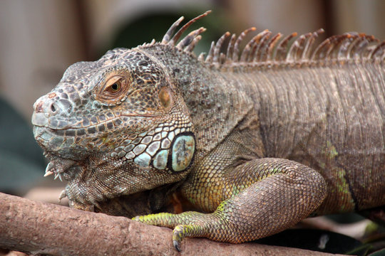 Close-up of a Iguana (Iguana iguana)