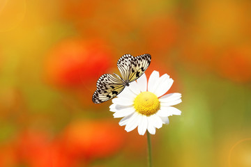 Beautiful butterfly on flower in nature