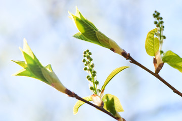 Blooming poplar sprout against the sky