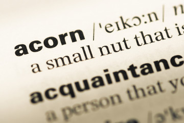 Close up of old English dictionary page with word acorn