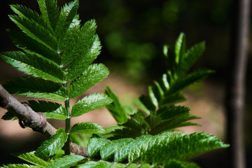 Stem with green leaves
