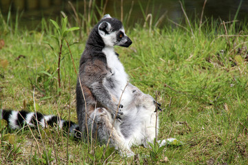 Naklejka na ściany i meble lemur sitting relaxed in the grass