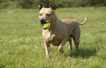 Foto auf Acrylglas Gesunder glücklicher Hund, American Staffordshire Terrier, spielt mit Ball im Gras © monicaclick